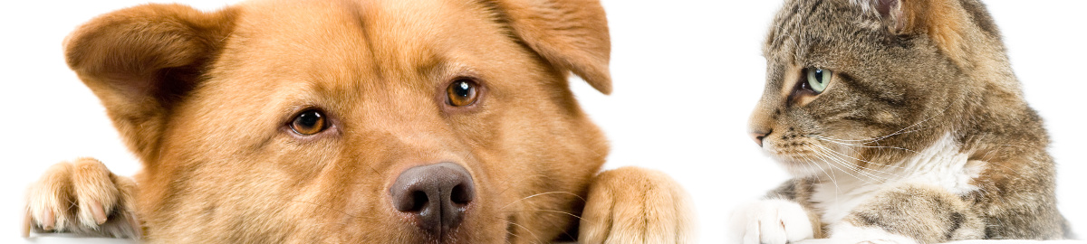 Animal Hospital Animal Hospital